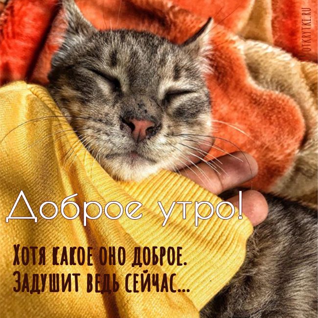 Доброе утро коты картинки