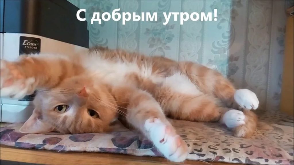 Котоприколы Доброе Утро | TikTok