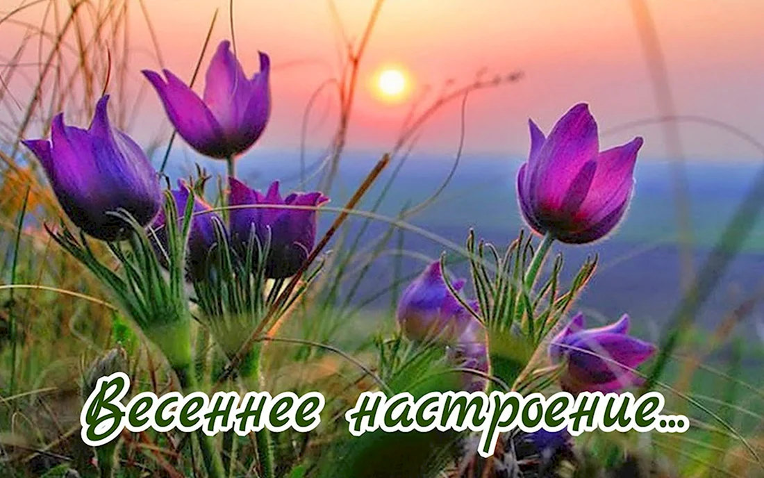 Картинка добрый вечер весна природа март 