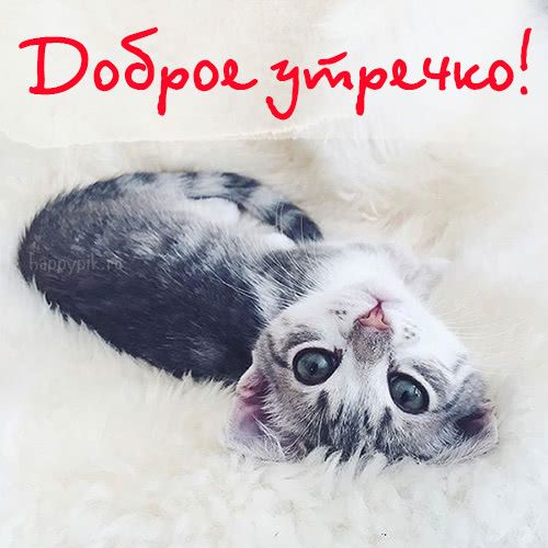 С Добрым Утром Картинки Кошки | TikTok