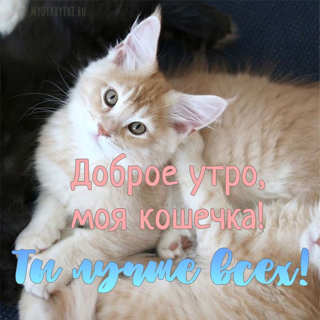 Доброе Утро Мой Котик Я Целую Твой