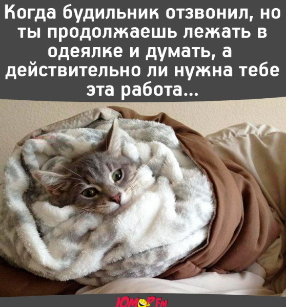 Милый котик в окошке желает всем доброго утра