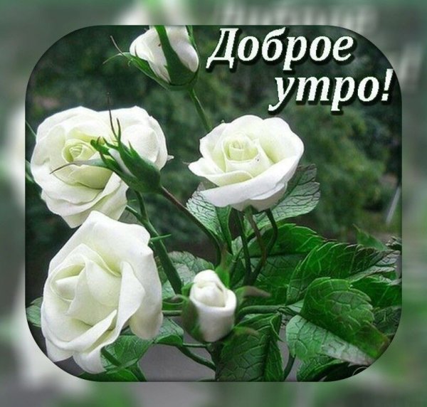 Утро кофе и цветы