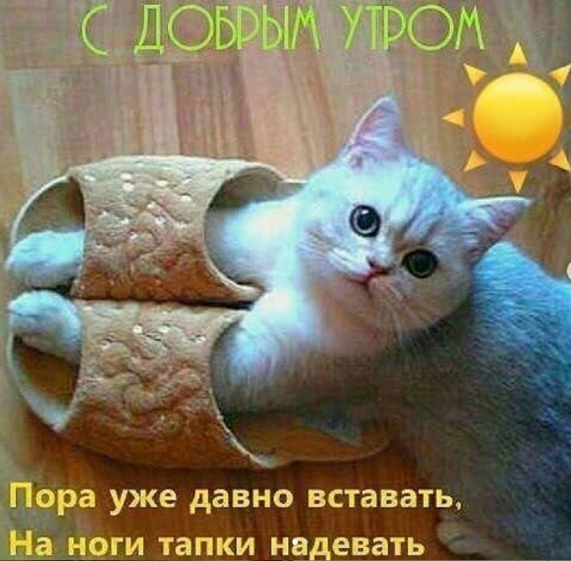 Утро категория: 730+ постов с фото и