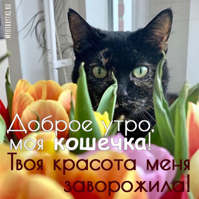 Картинка доброе утро с котом