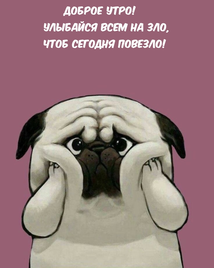 Доброе утро) #мопс #pug | Мопсы в Донецке | ВКонтакте