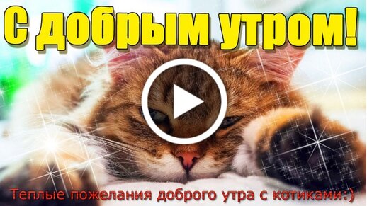 Картинка доброе утро со спящим котенком