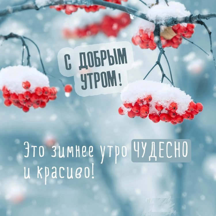 Доброе Утро Белочка Картинки Прикольные Смешные С Надписью