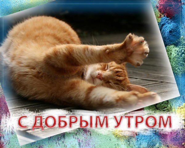 Котики Доброе Утро | TikTok