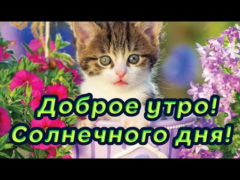 доброго, солнечного утра! красивое пожелание с добрым утром