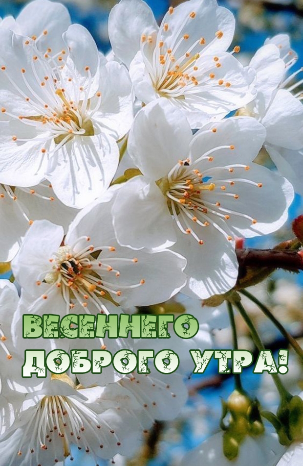 Доброе утро весна картинки