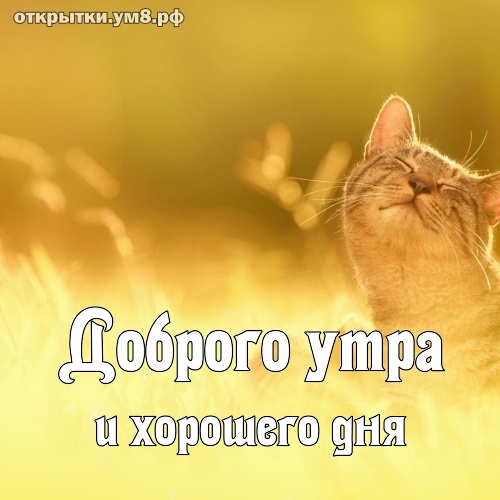 Открытки в WhatsApp: культура или кринж